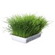 Bac d'herbe à chat tendre 100g