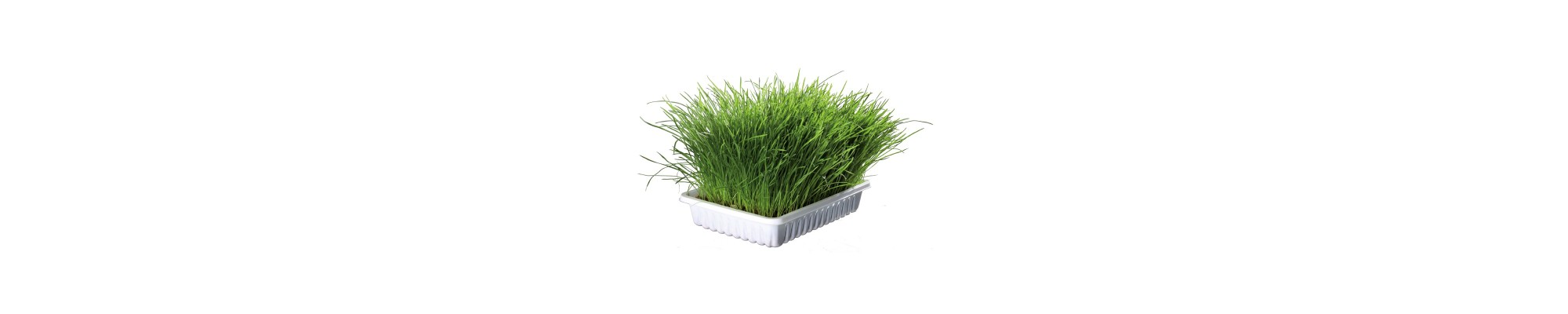 Herbe à Chat