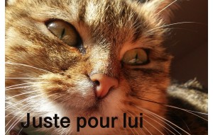 
			                        			Pour chat