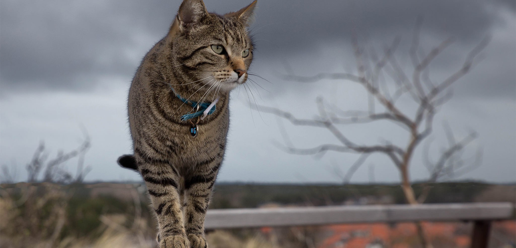 chat-103
