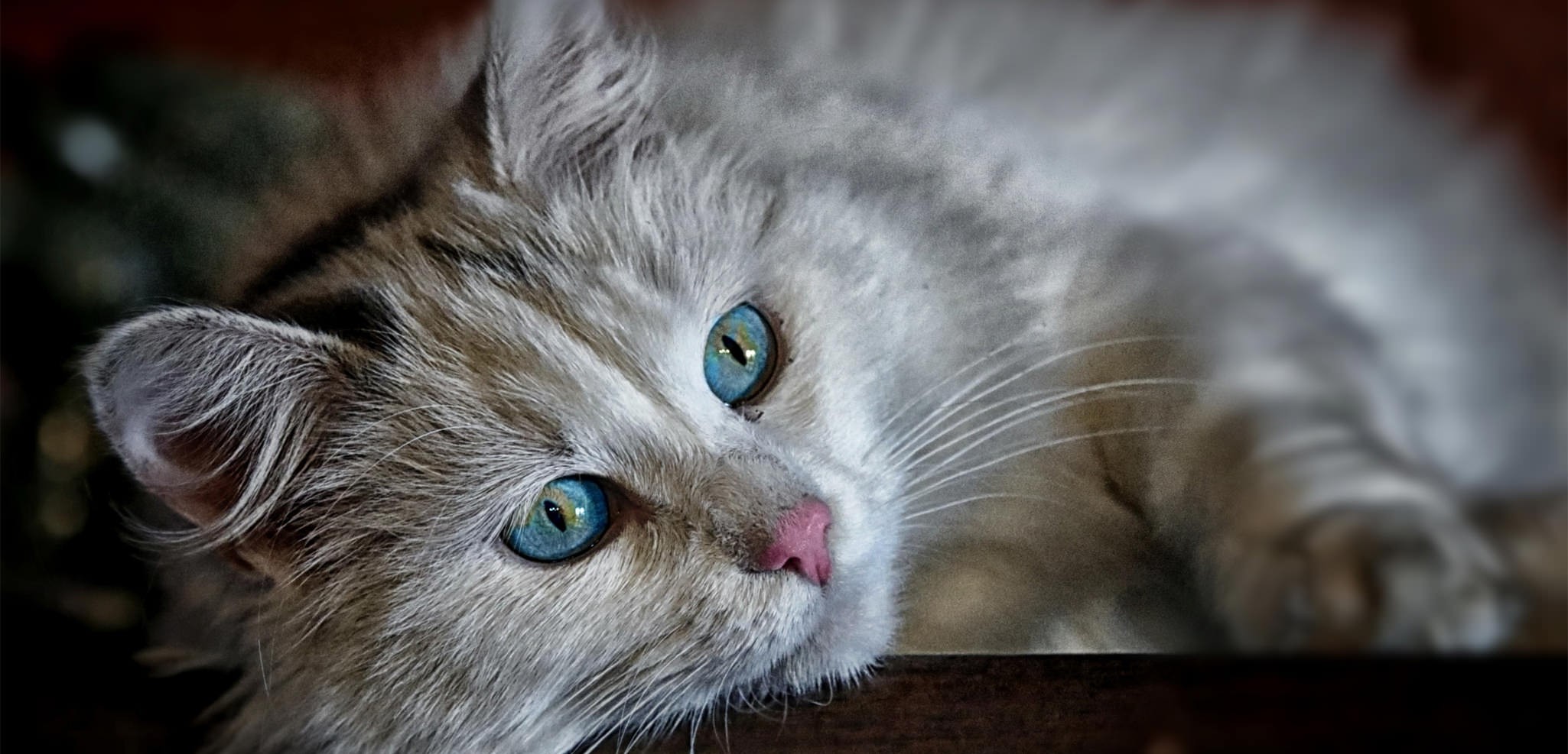 chat-103