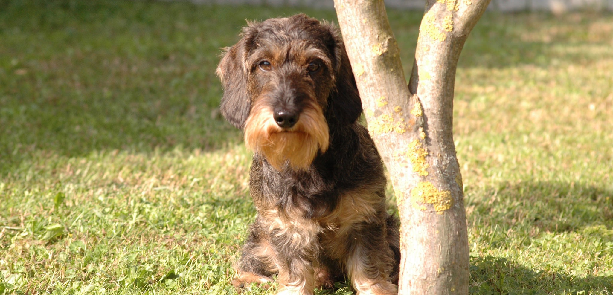 chien-75