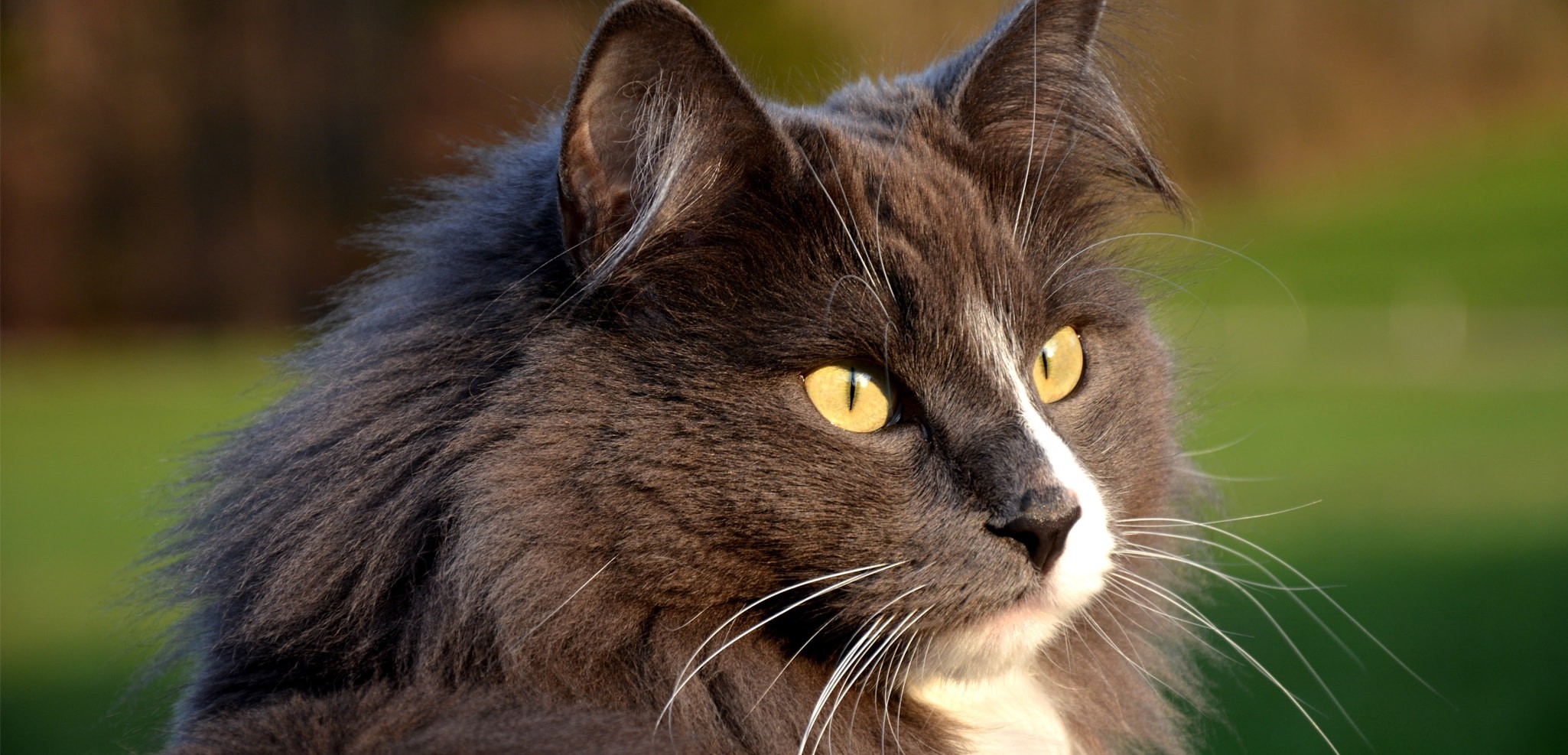 chat-89