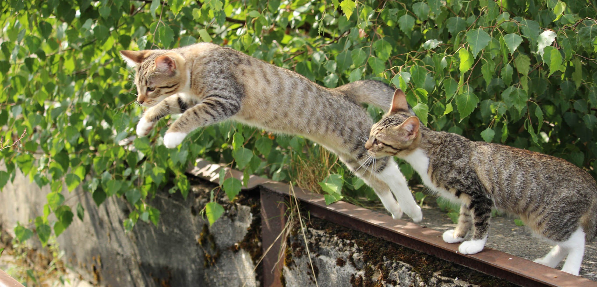 chat-89