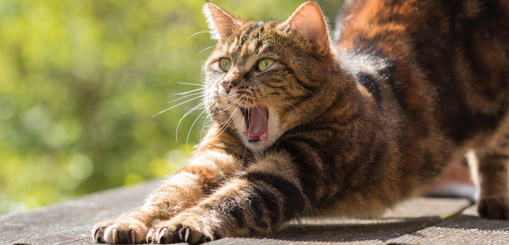 chat-103