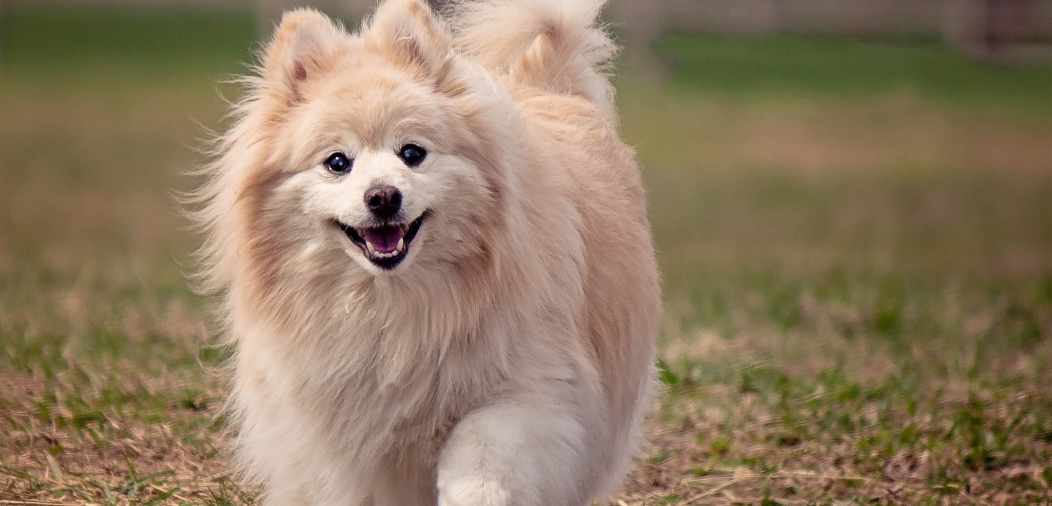 chien-36
