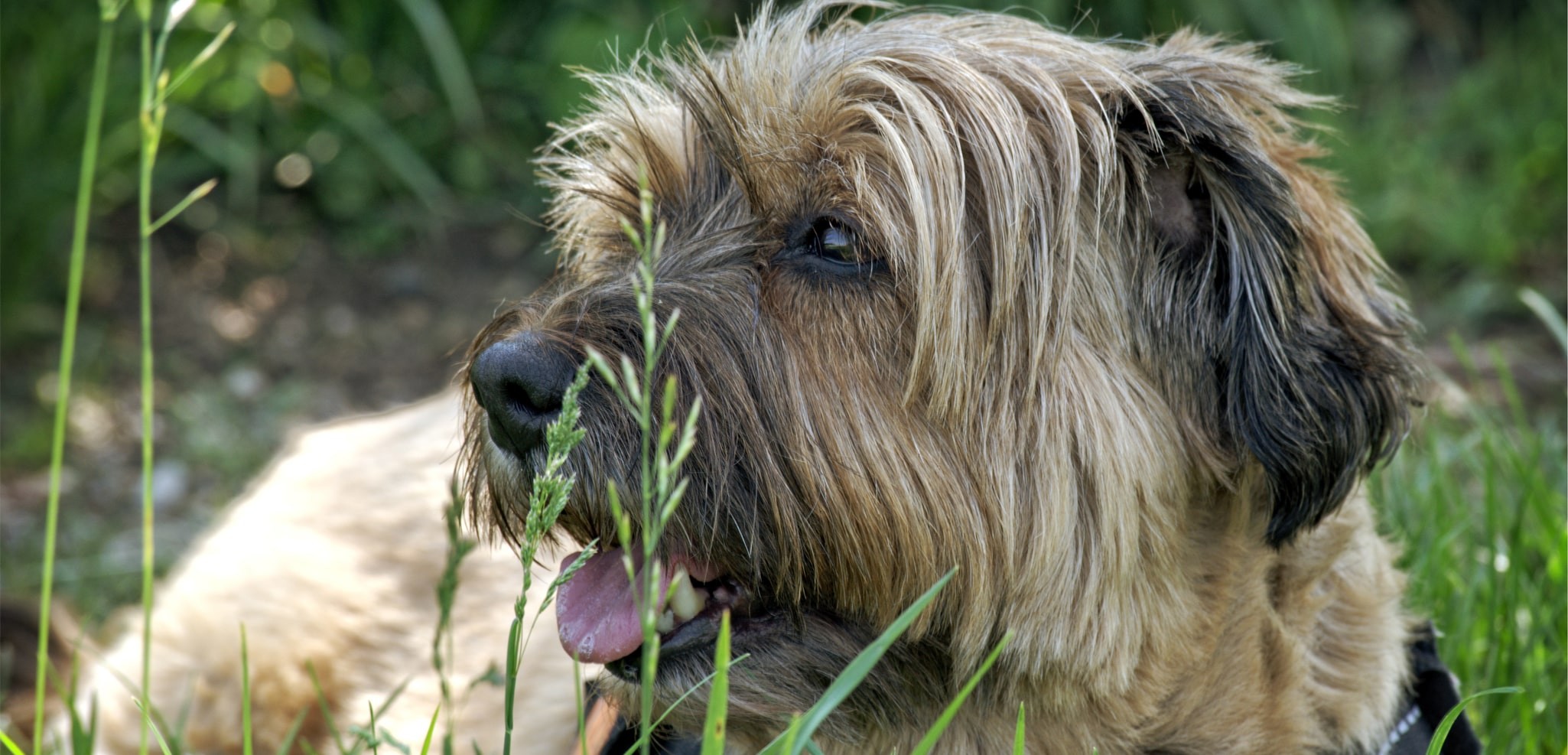 chien-36