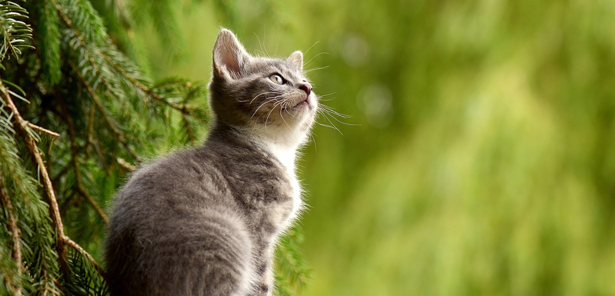 chat-103