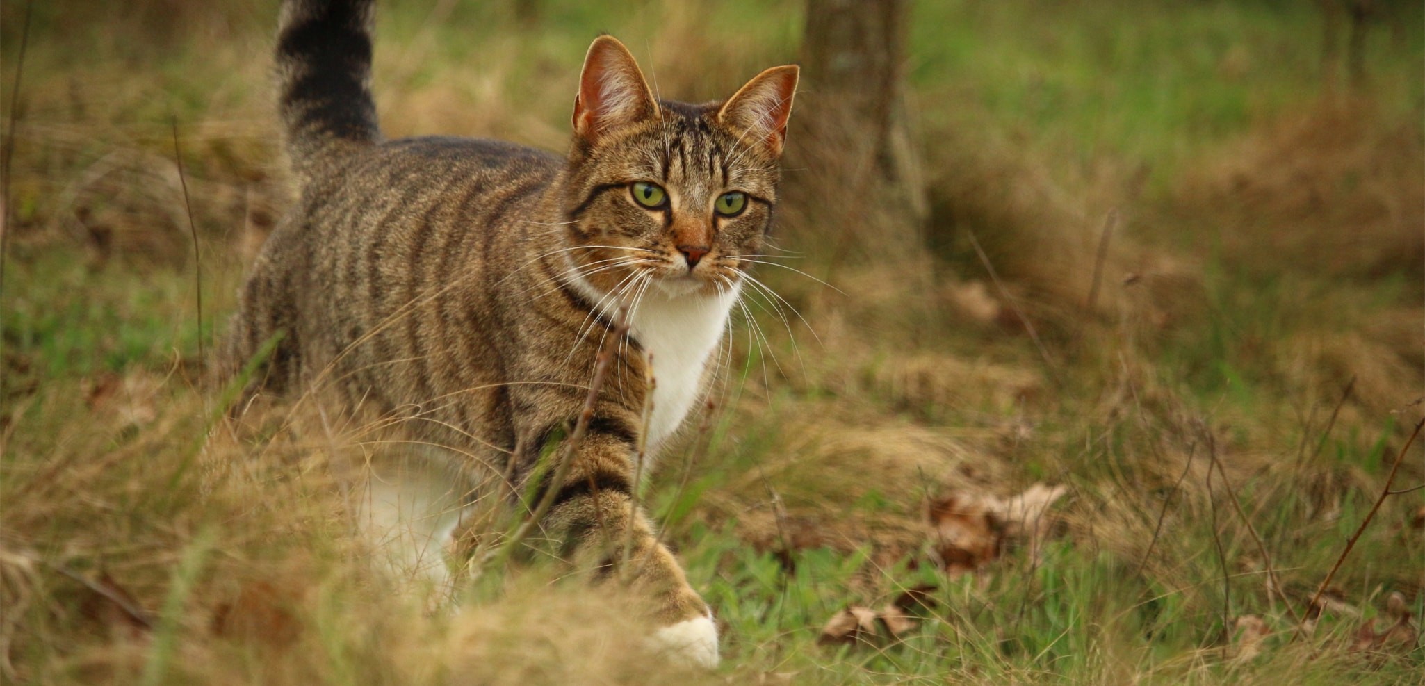 chat-103