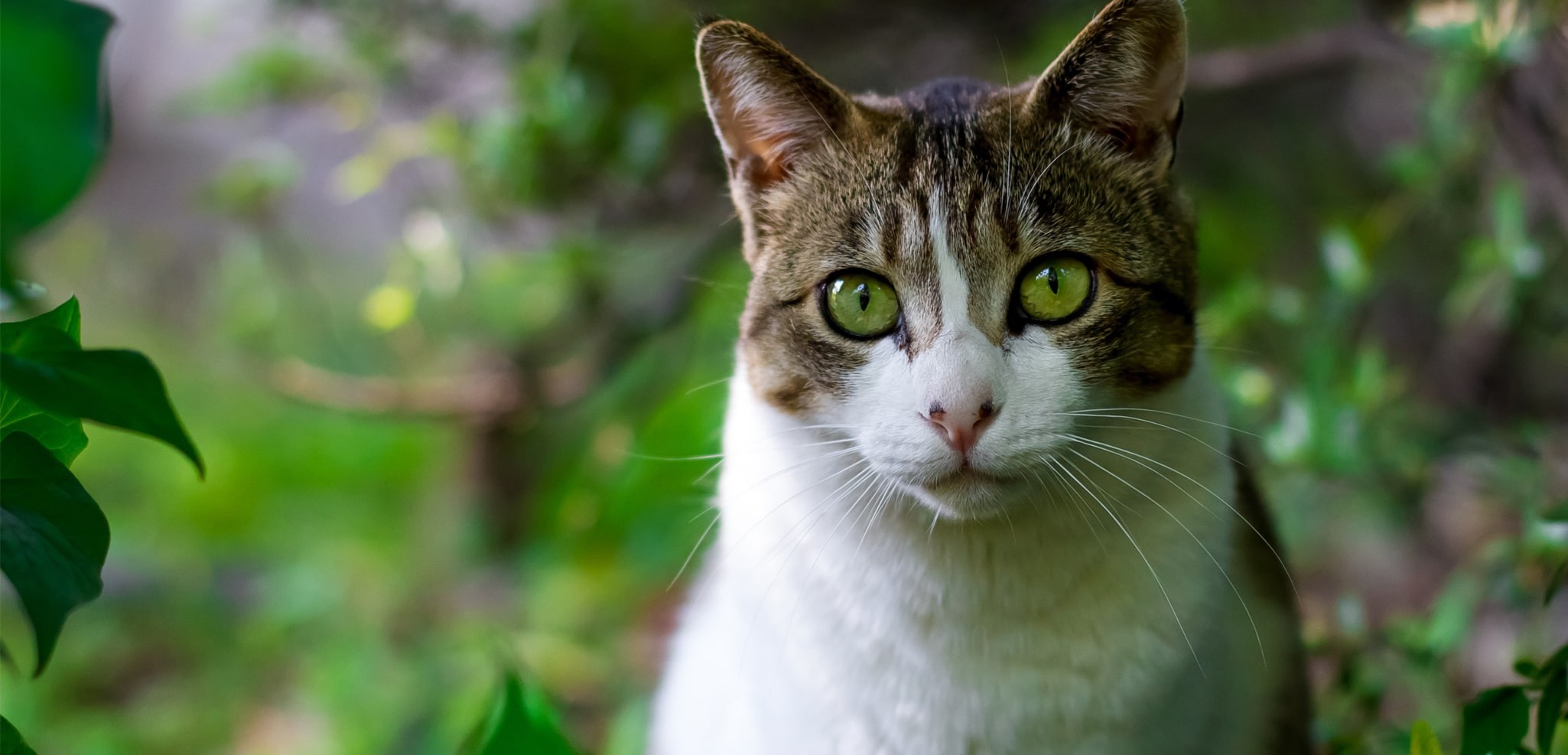 chat-89