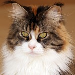 Chat