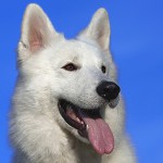 Chien